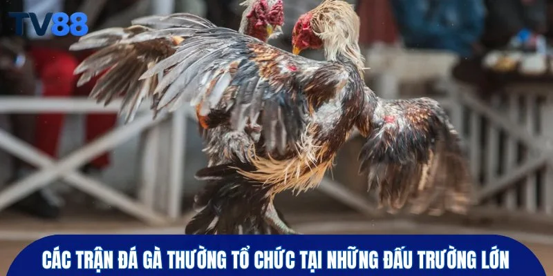 Các trận đá gà thường tổ chức tại những đấu trường lớn