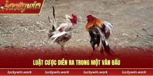 Đá Gà Cựa Dao