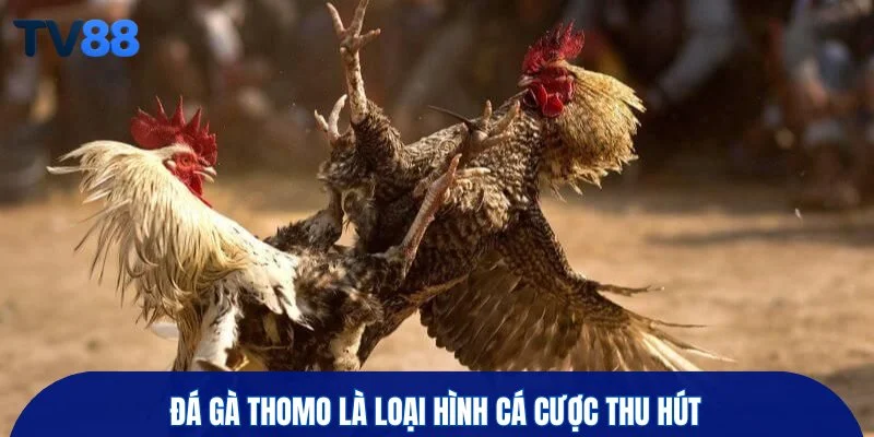 Đá gà Thomo là loại hình cá cược thu hút