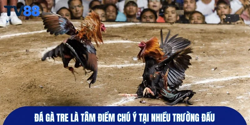 Đá gà tre là tâm điểm chú ý tại nhiều trường đấu