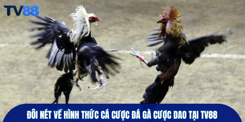 Đôi nét về hình thức cá cược đá gà cược dao tại TV88