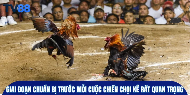 Giai đoạn chuẩn bị trước mỗi cuộc chiến chọi kê rất quan trọng
